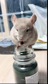 Cincillà coppia 5 mesi di vita