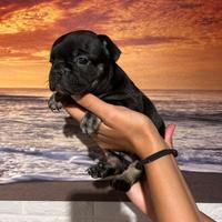 Bulldog francese
