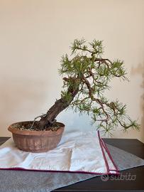 PreBonsai Pino Silvestre