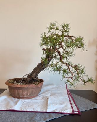 PreBonsai Pino Silvestre