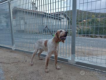 Setter inglese da cinghiale