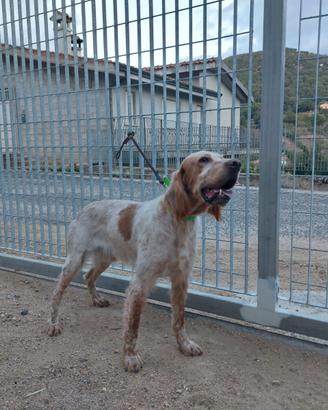 Setter inglese da cinghiale