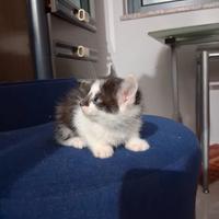 Gattini in adozione