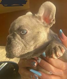 Cuccioli di cane