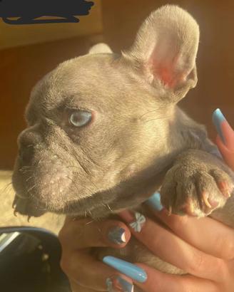Cuccioli di cane
