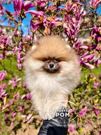 Spitz nano (pomerania) cuccioli pedigree orange