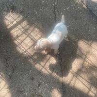 Cuccioli incrocio setter breton