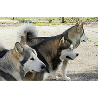 CUCCIOLI ALASKAN MALAMUTE cessione dopo il 6/12/25