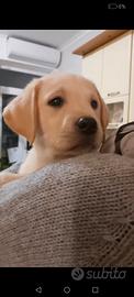 Labrador cucciolo maschio miele con pedigree