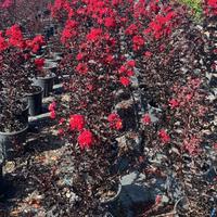 Lagerstroemia Indica Best red rossa