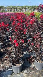 Lagerstroemia Indica Best red rossa