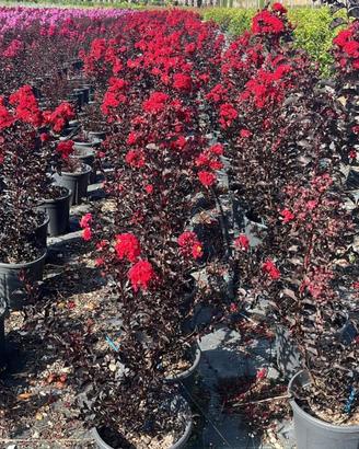 Lagerstroemia Indica Best red rossa