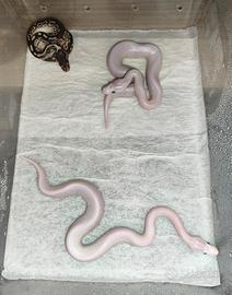 Pitoni reali leucistici Blue eyes e mojave
