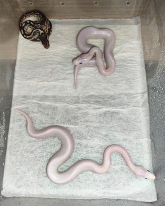 Pitoni reali leucistici Blue eyes e mojave