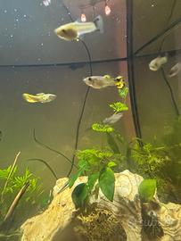 Guppy