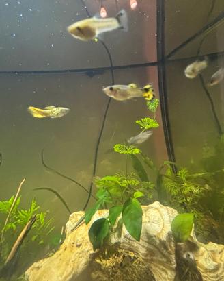 Guppy