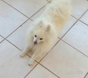 volpino Spitz tedesco 