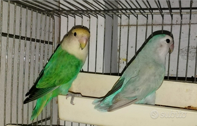 Coppia e giovani inseparabili roseicollis