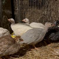 Faraone ornamentali e u.o.v.a. Feconde