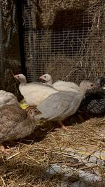 Faraone ornamentali e u.o.v.a. Feconde