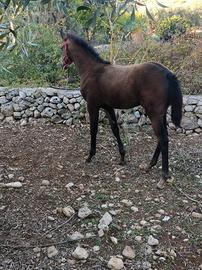 puledra 