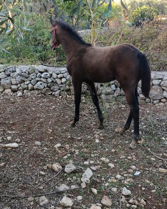 puledra 