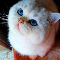 Gattini british shorthair pelo corto di 6 mesi