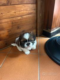 Shih Tzu Maschio nato il 17 dicembre