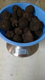 tartufo nero fresco 