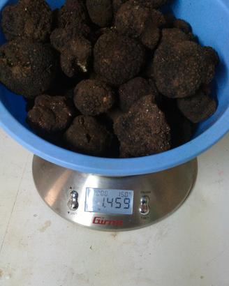 tartufo nero fresco 