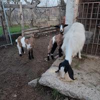 Capra con capretti