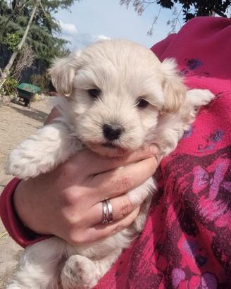 Barboncino Yorkshire