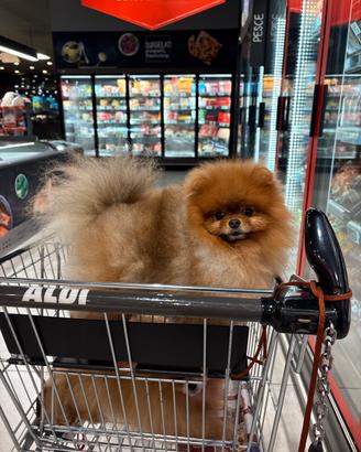 Volpino pomerania ACCOPPIAMENTO spitz Toy Pedigree