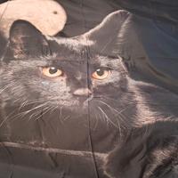 Set letto matrimoniale gatto nero e luna