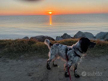 Setter inglese maschio per accoppiamento