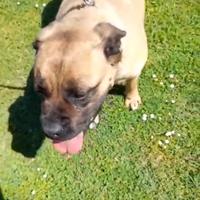 Femmina di cane Corso