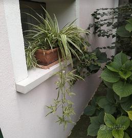 pianta ragno