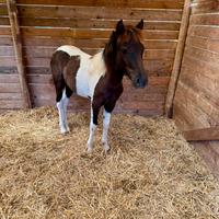 Pony femmina marzo 2025