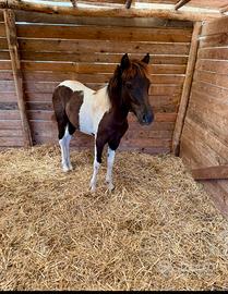 Pony femmina marzo 2025