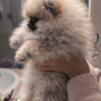 Volpino pomerania con pedigree enci