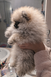 Volpino pomerania con pedigree enci