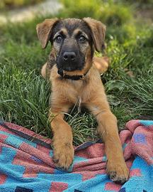 Luke, delizia di 3 mesi taglia medio contenuta