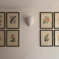 Quadri stampe motivi floreali botanici fiori piant