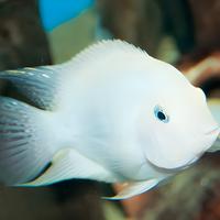 Albino Convict Cichlid (Amatitlania nigrofasciata)