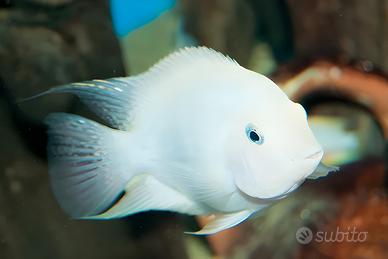 Albino Convict Cichlid (Amatitlania nigrofasciata)