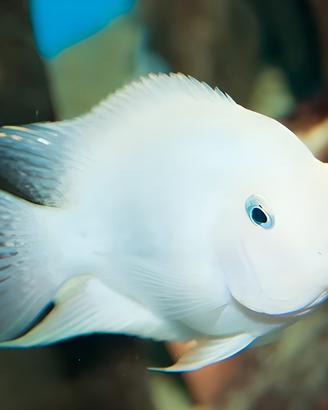 Albino Convict Cichlid (Amatitlania nigrofasciata)