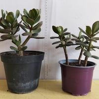 2 vasi crassula ovata
