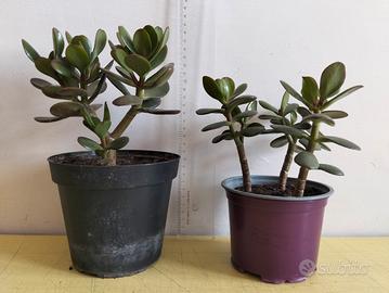 2 vasi crassula ovata