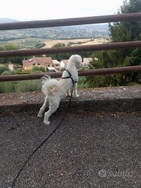 Maltese disponibile per monta