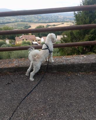 Maltese disponibile per monta